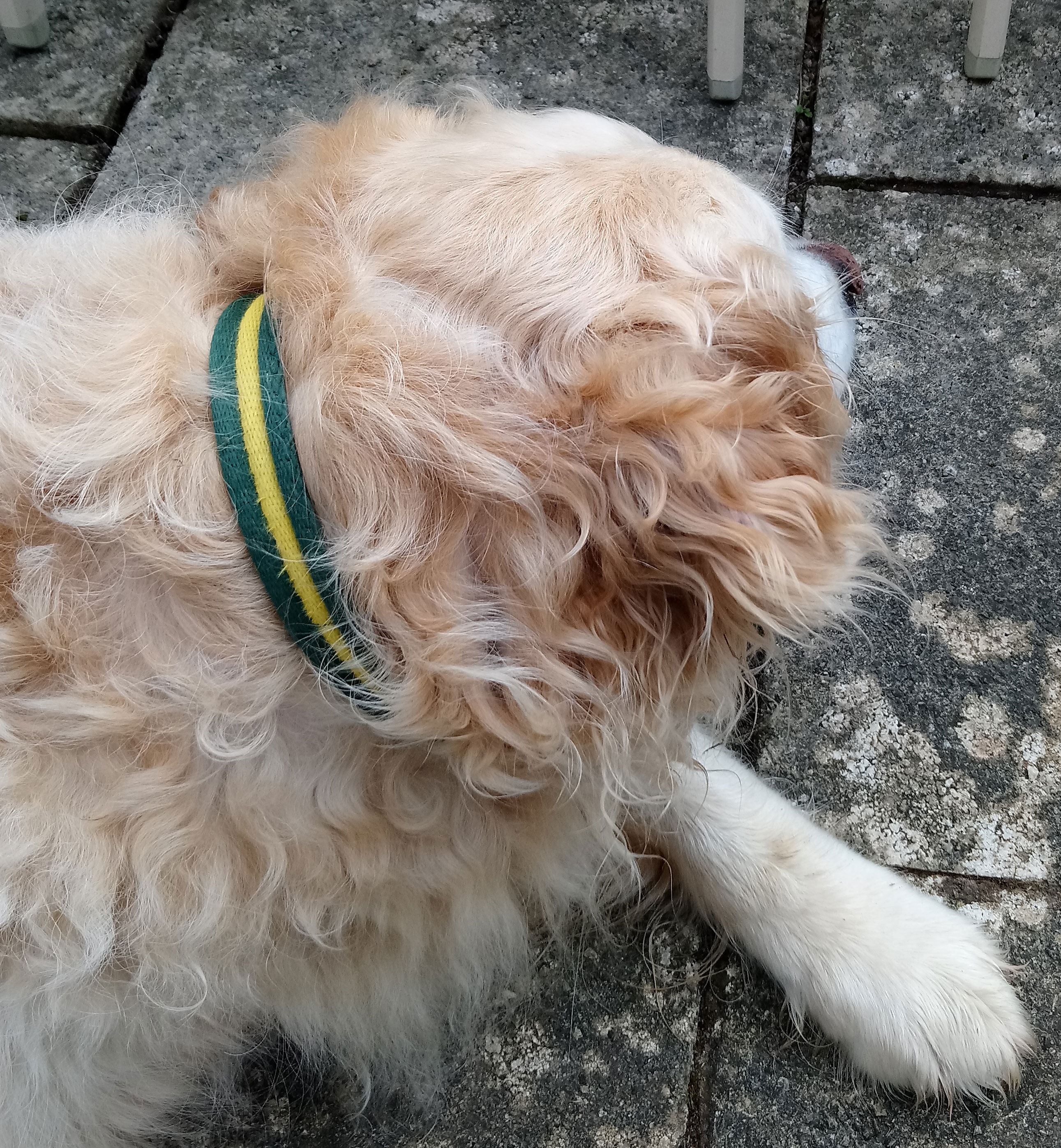 Forest-Yellow Topper